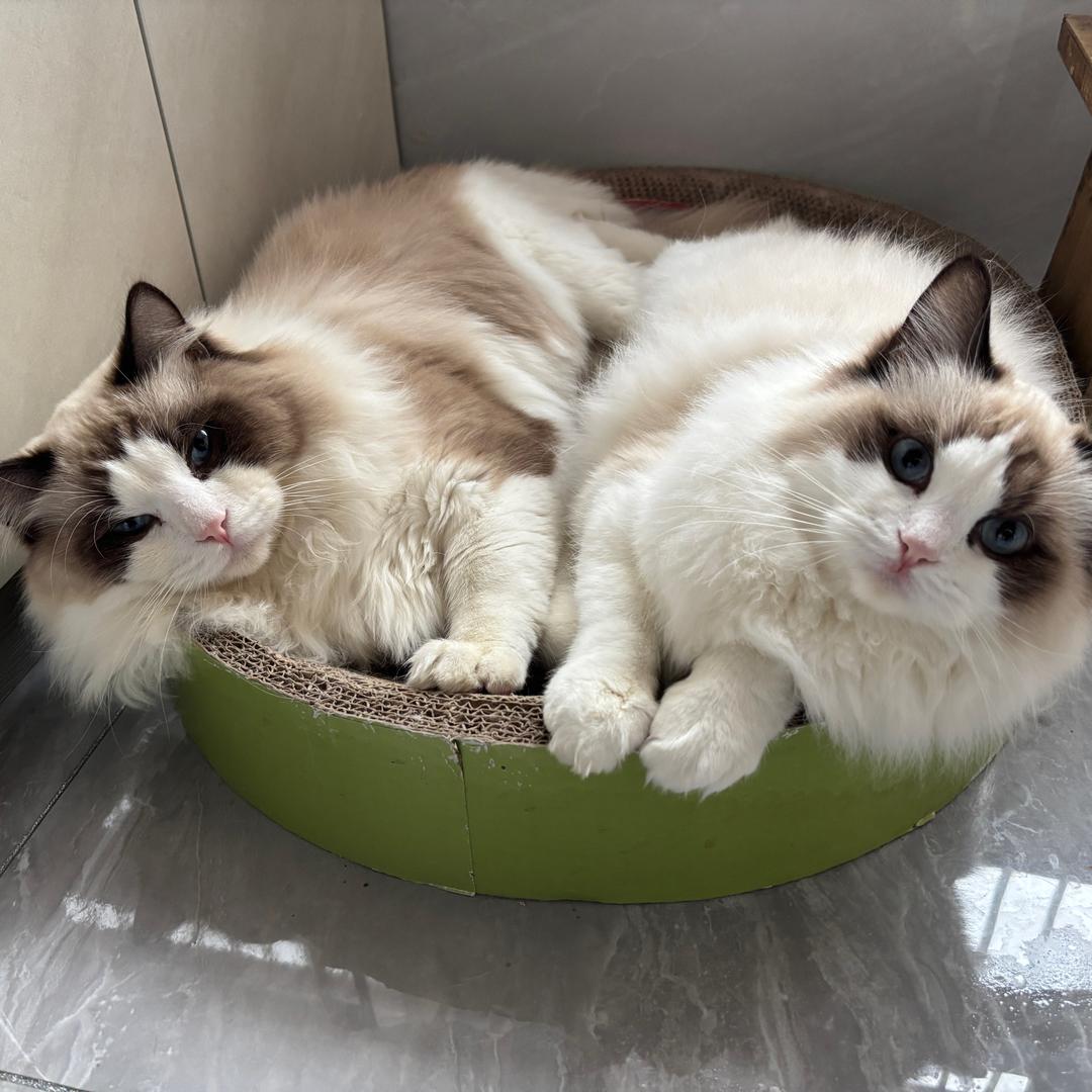 家有两宝（公主和逆子）