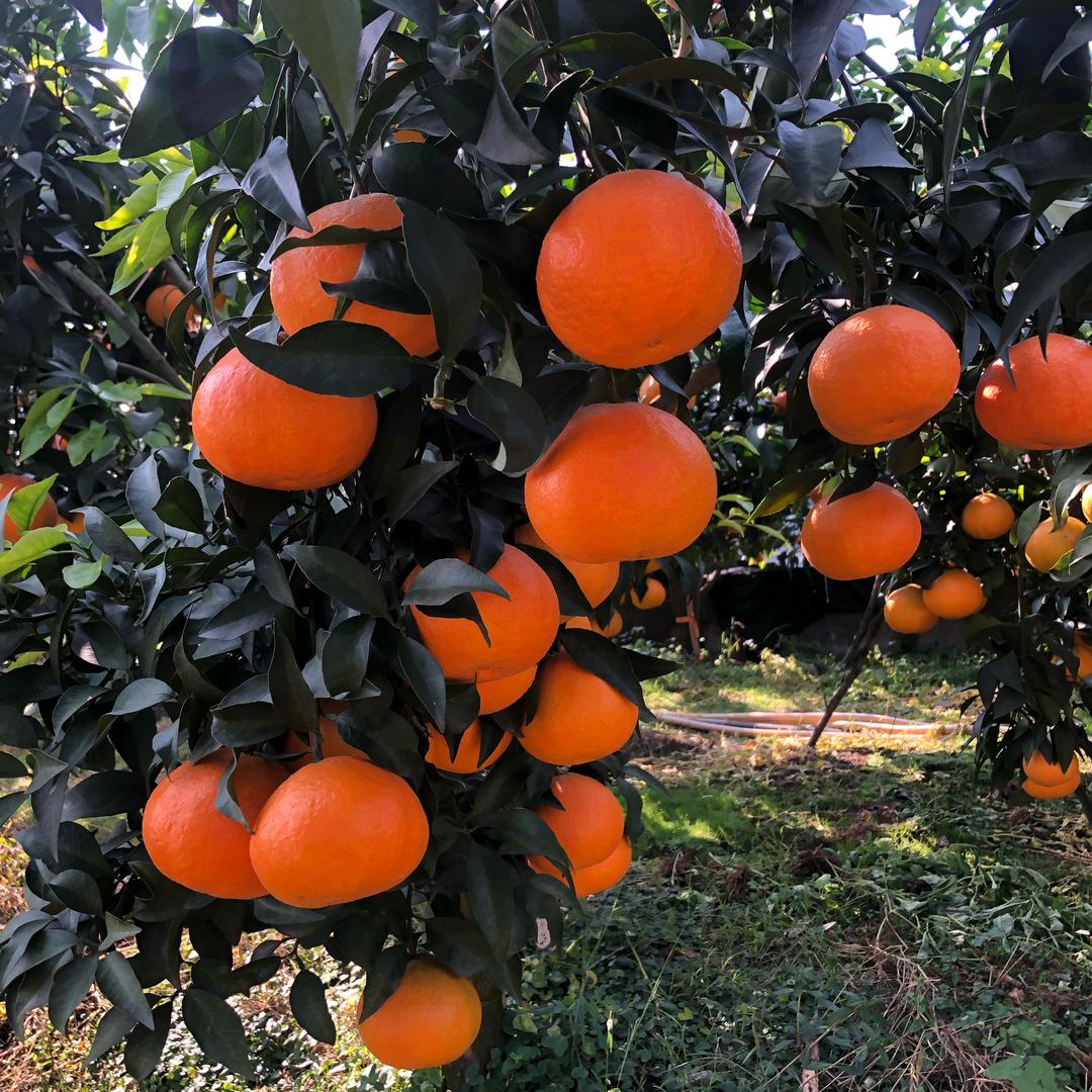 鸿辰果品小号