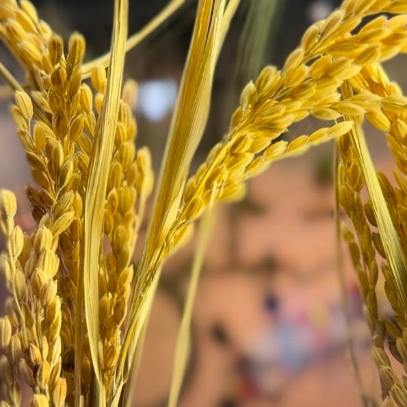 东北谷香农产品店