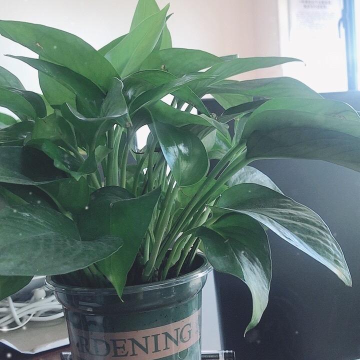 素丽香氛