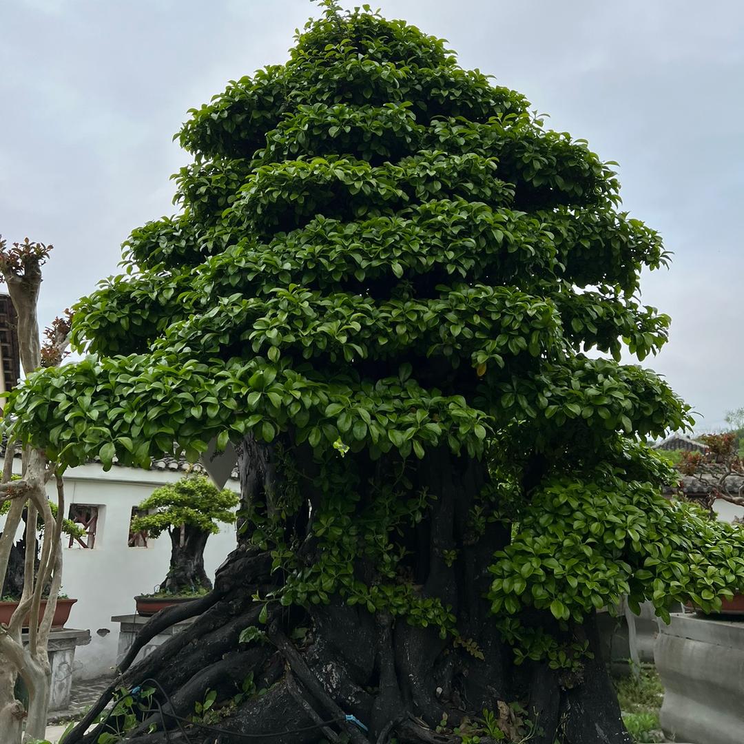 敏敏盆景园艺场