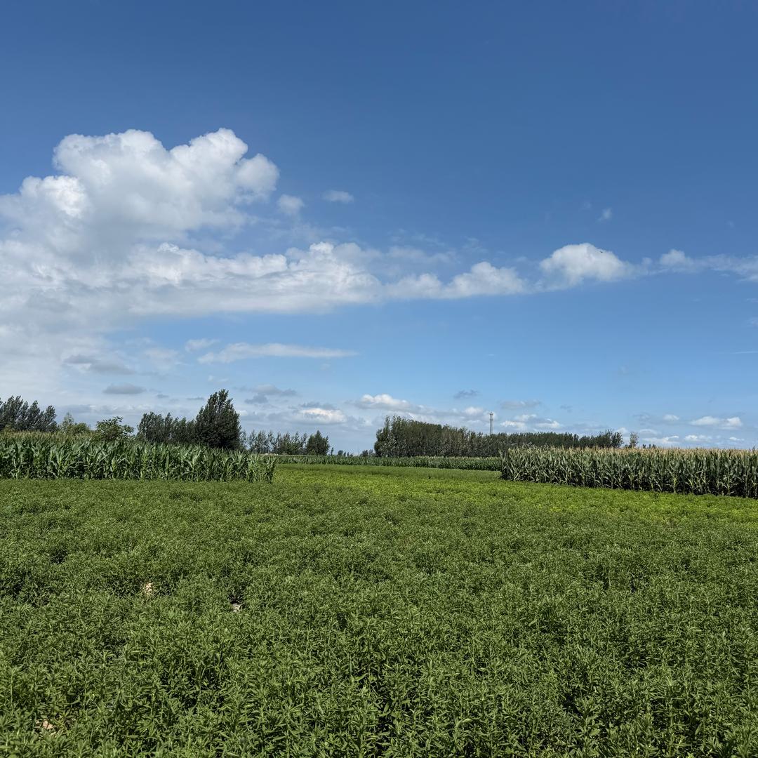 召之即来挥也挥不去