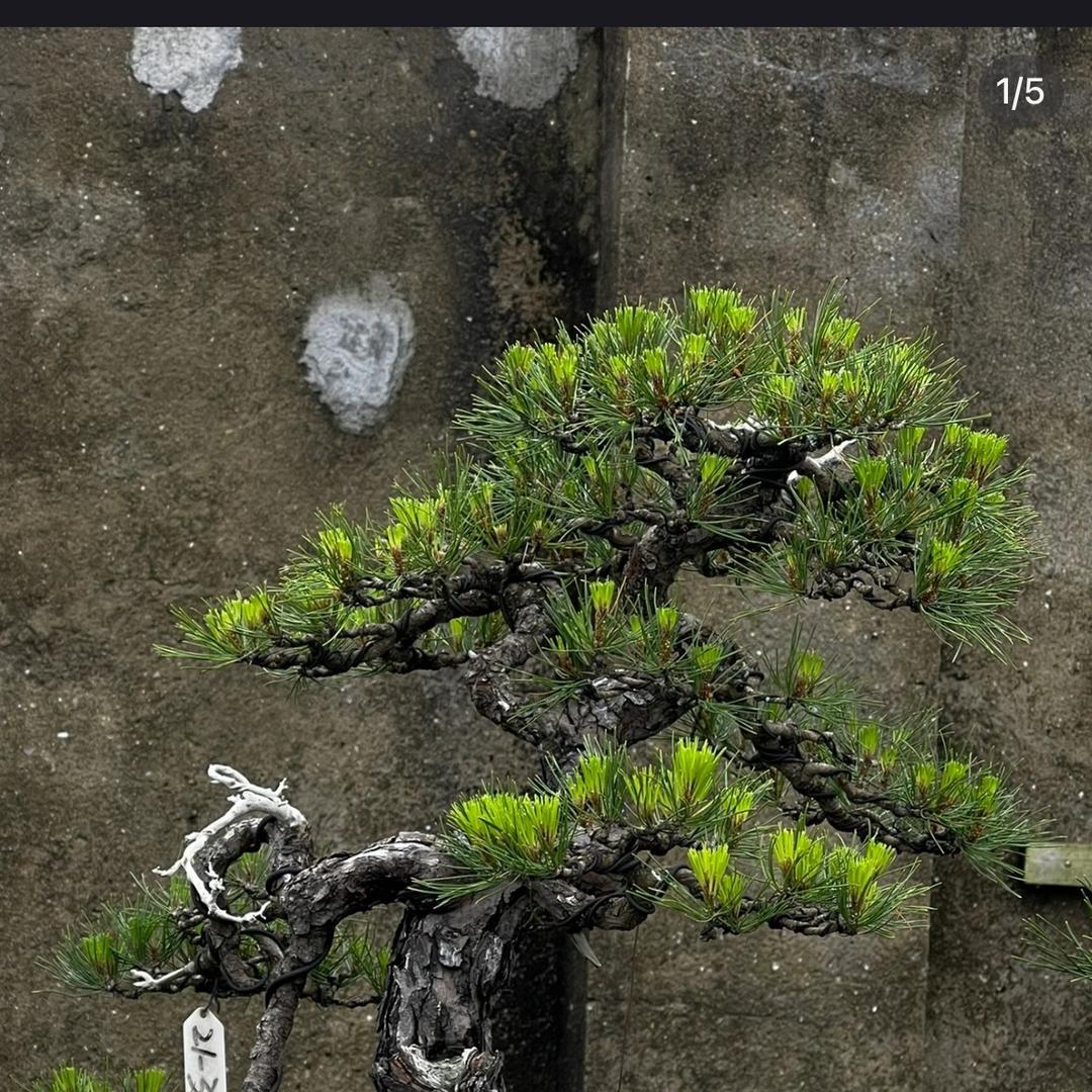 觀山風君