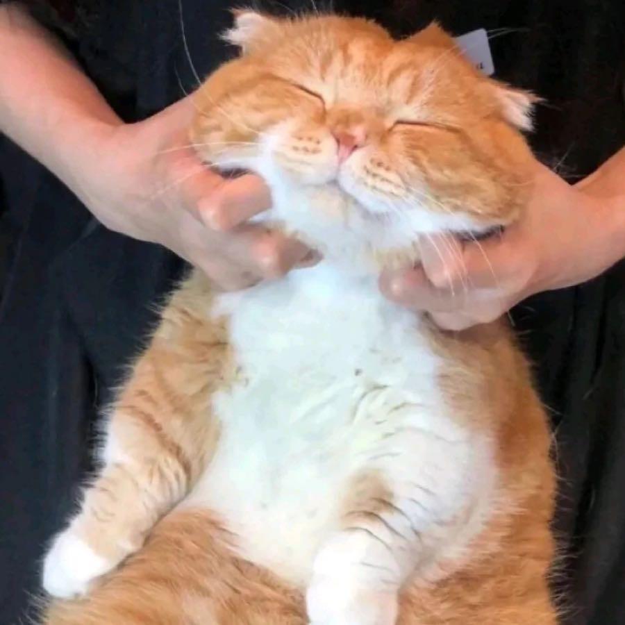 爱睡大觉.