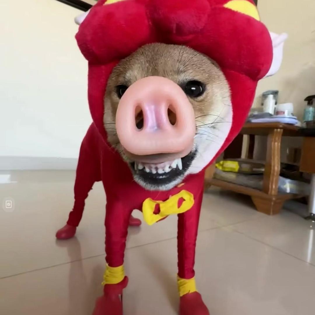 CFM.小🐑（回收）