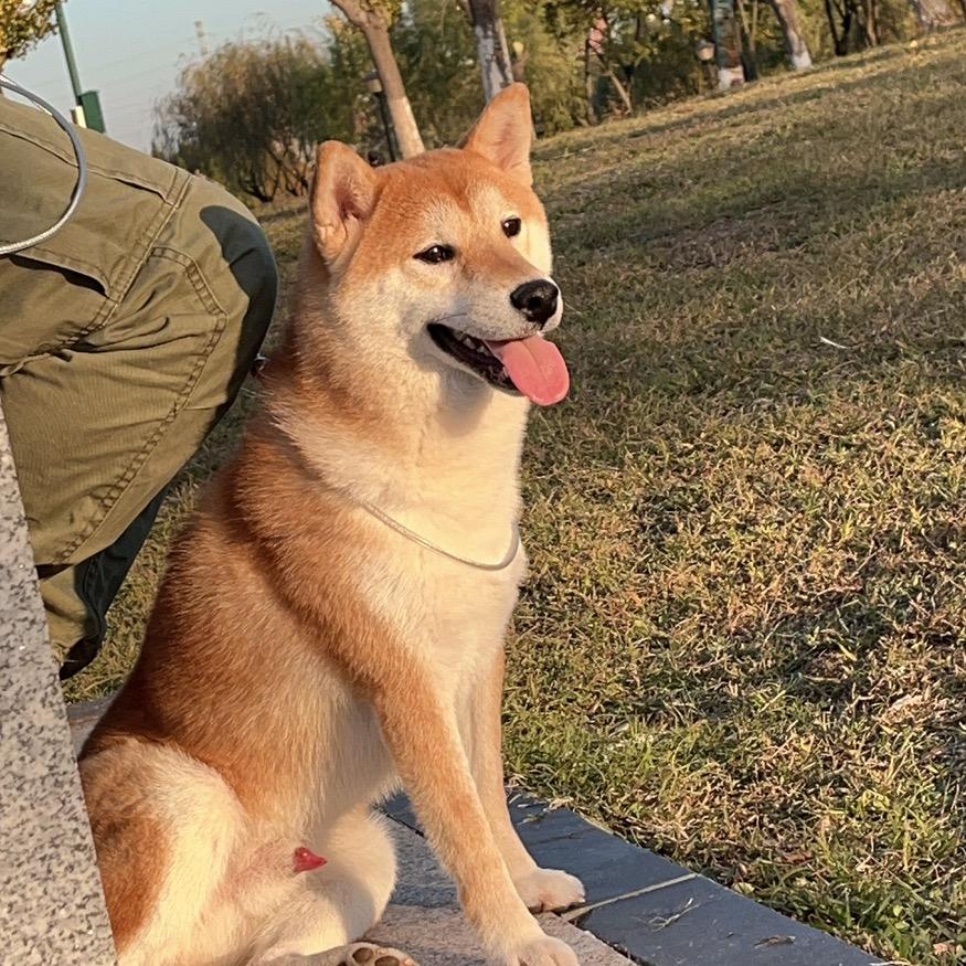 柴犬麦九