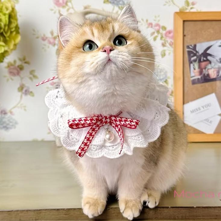 大鹅猫狗 1号