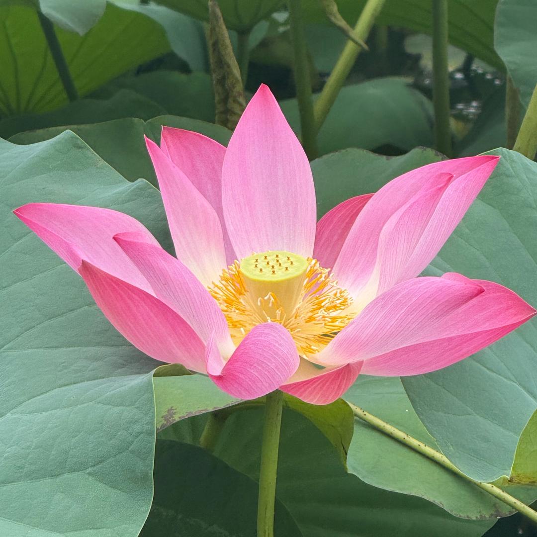 西域豆包