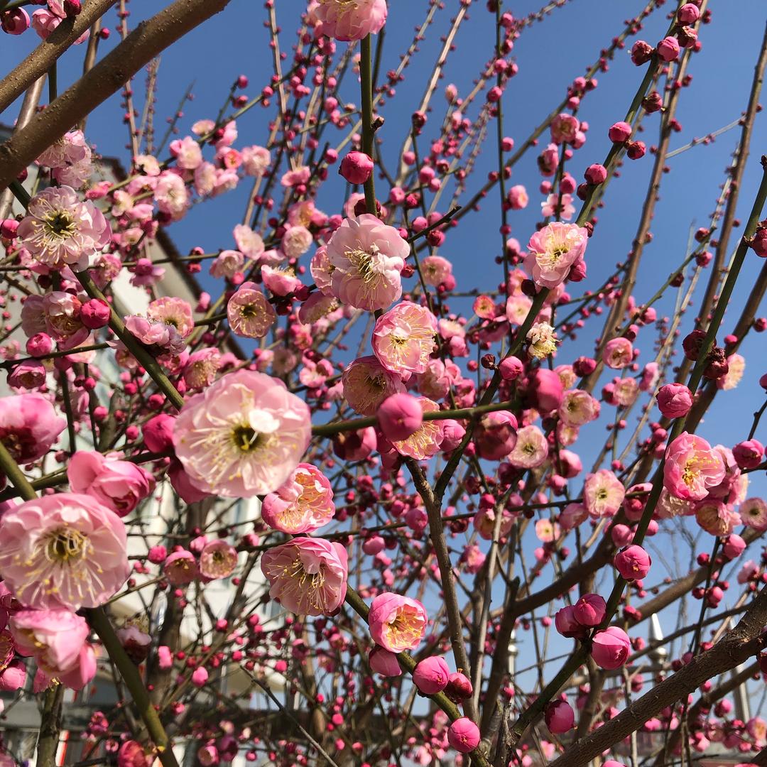 花袂精选