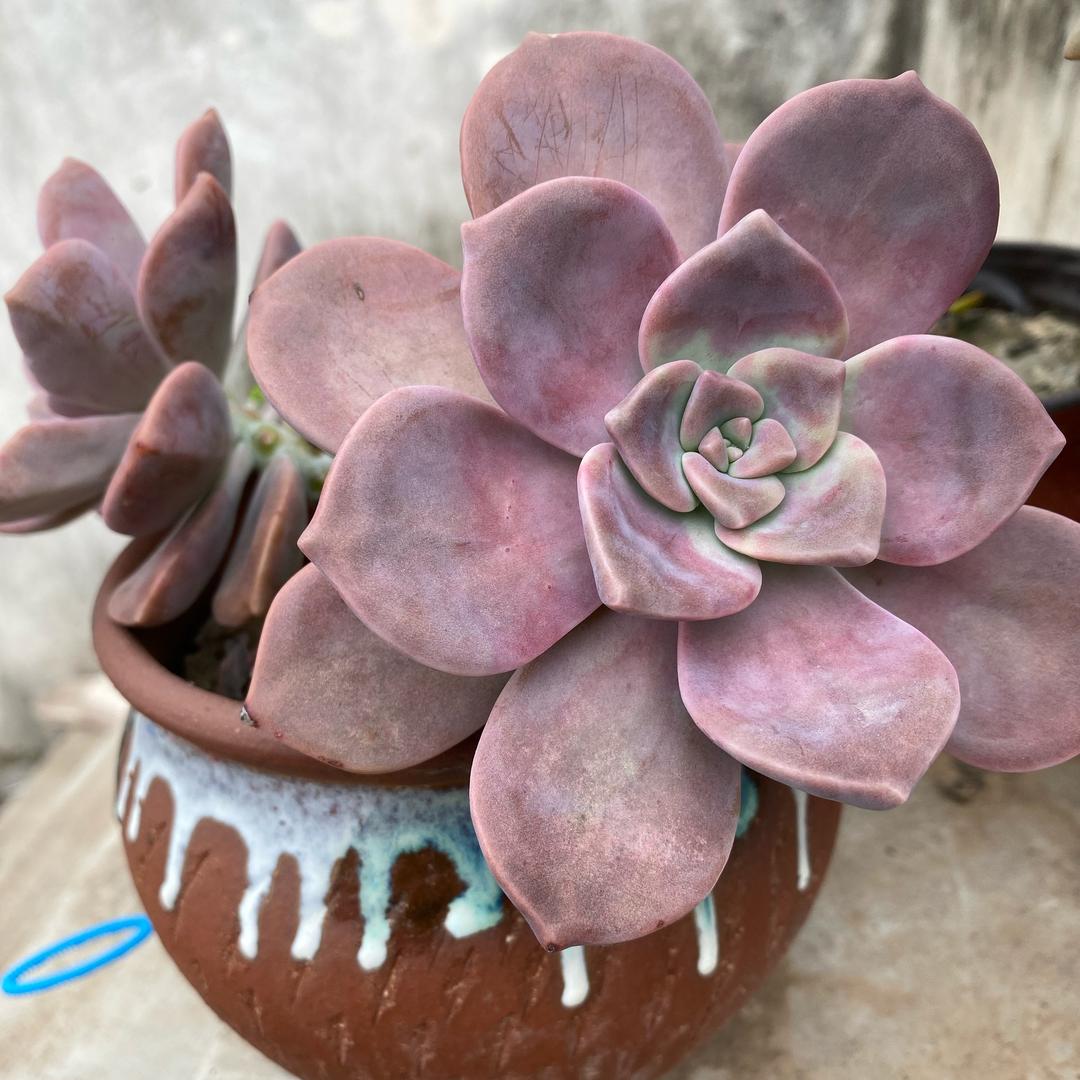 一花一世界