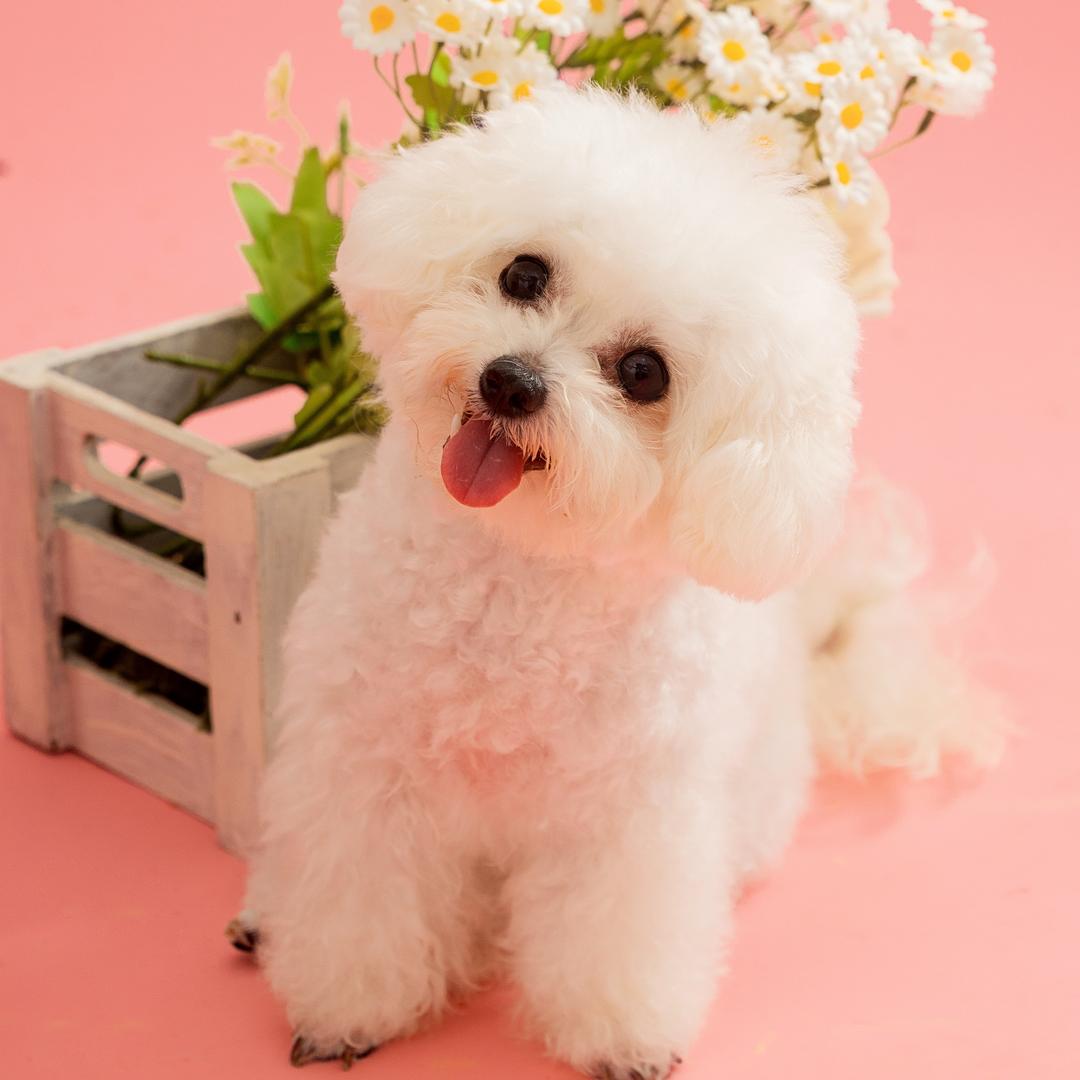 狗富贵萌宠「精品小型犬」
