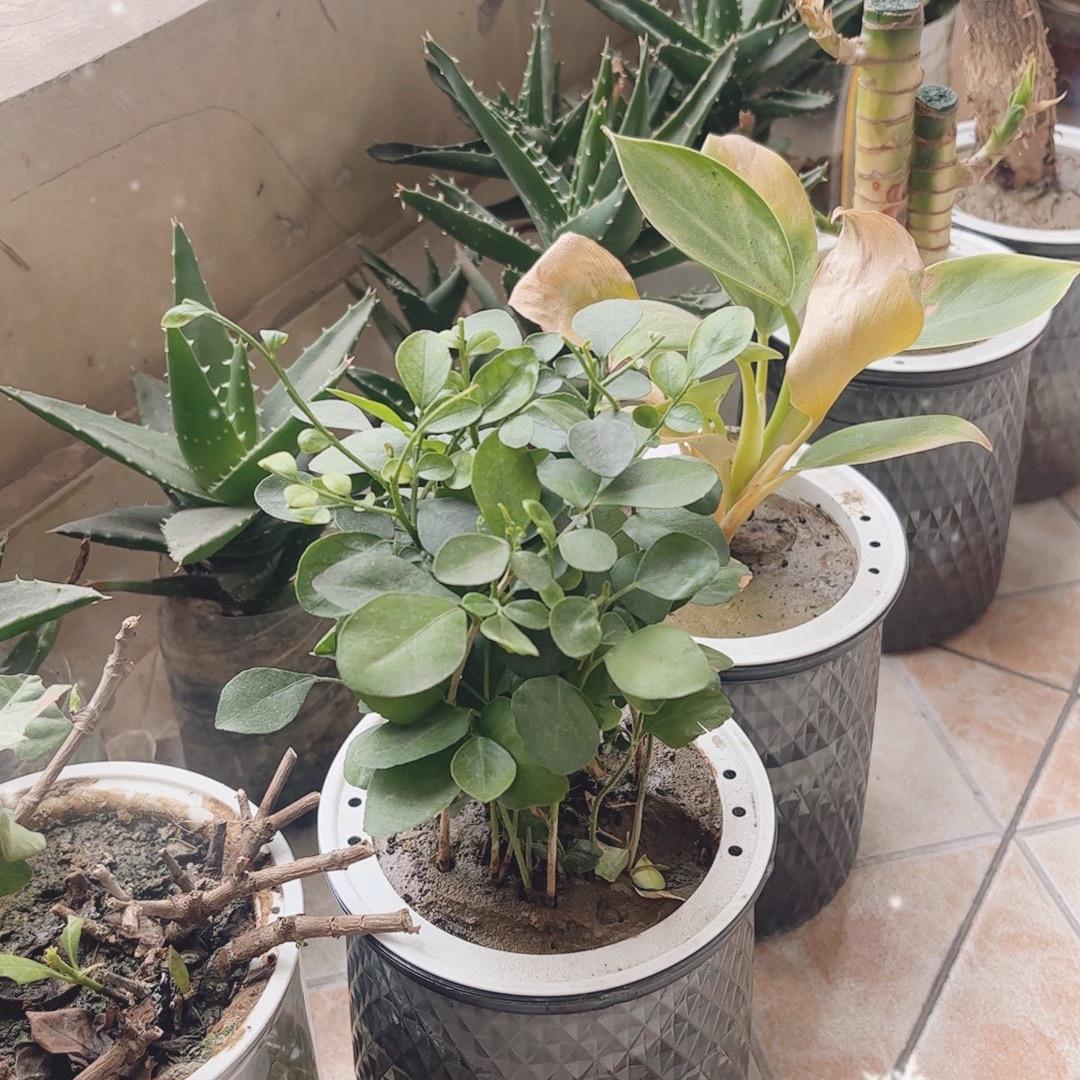 暮色年华