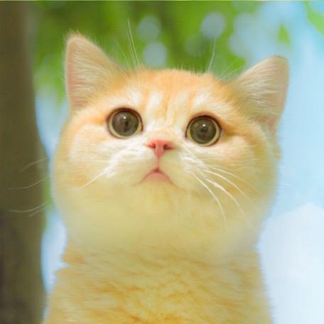 猫咪百事通