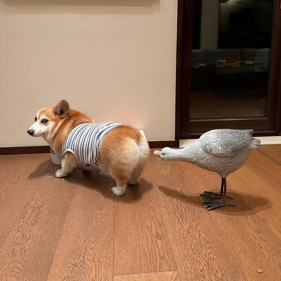 胖胖的小可爱
