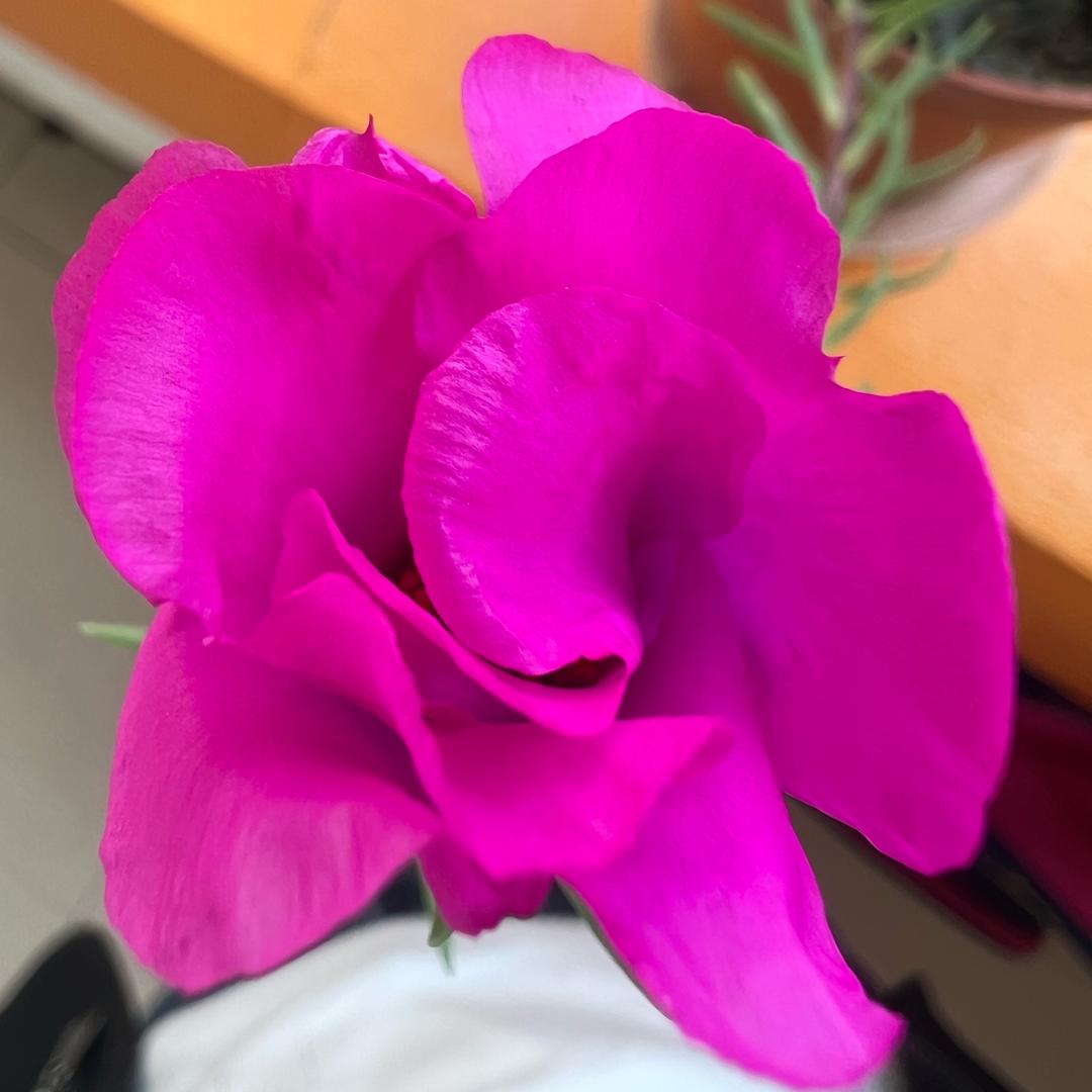 文案