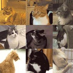 小林的流浪猫的日常号@小林猫咪家园