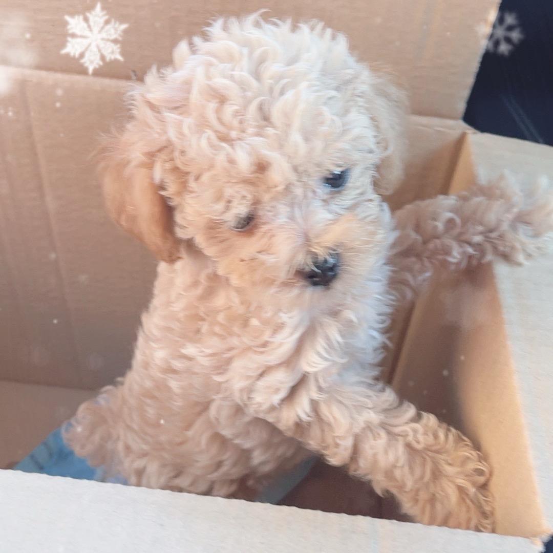 🐶头像