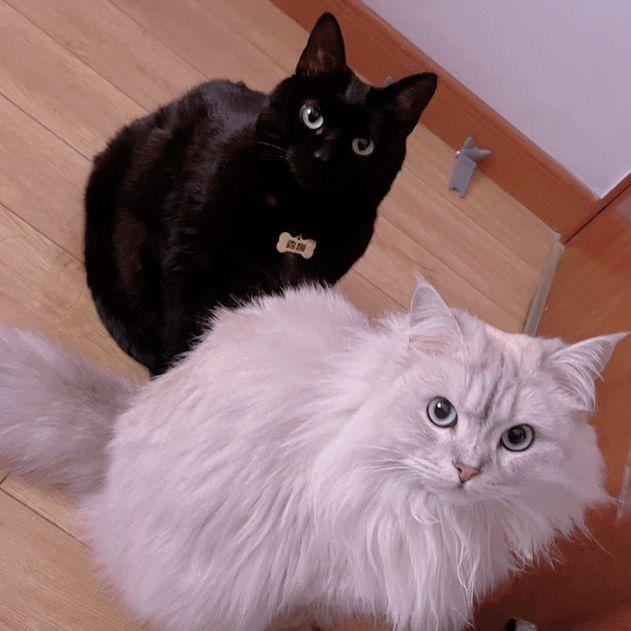 宝藏猫车