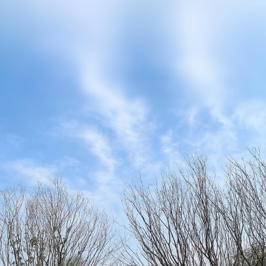 敖敖鱼