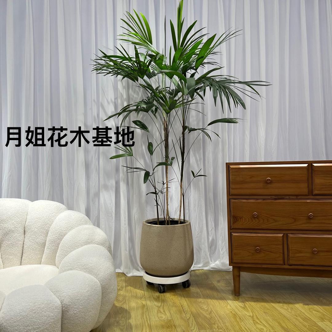 月姐花木基地