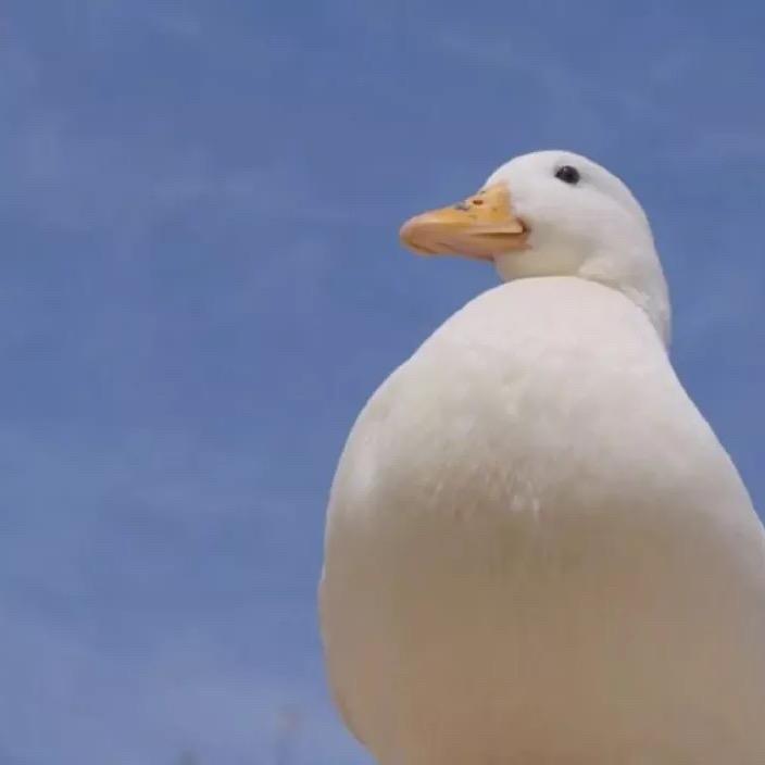 CoKiqU