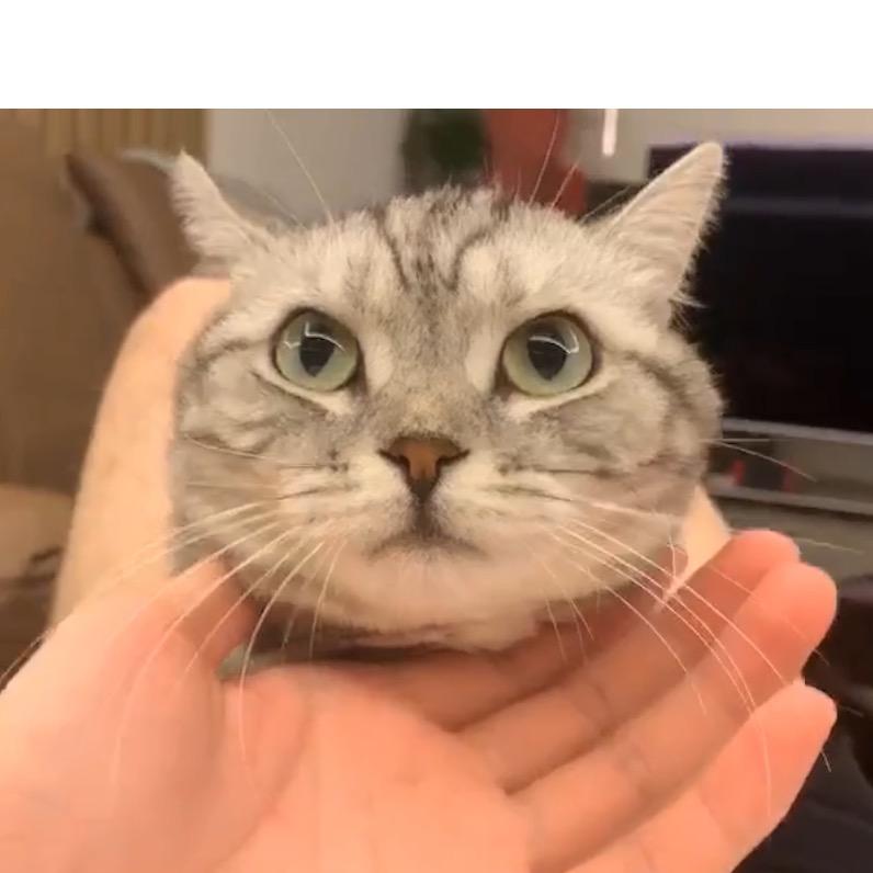骅骅