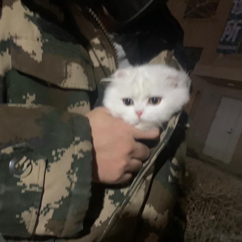 圣火喵喵教丶