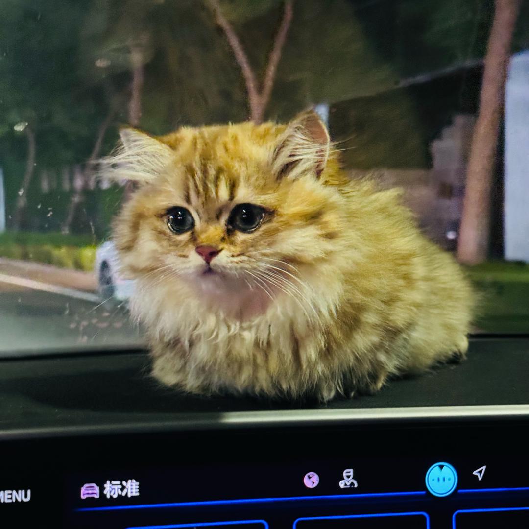 喵小花