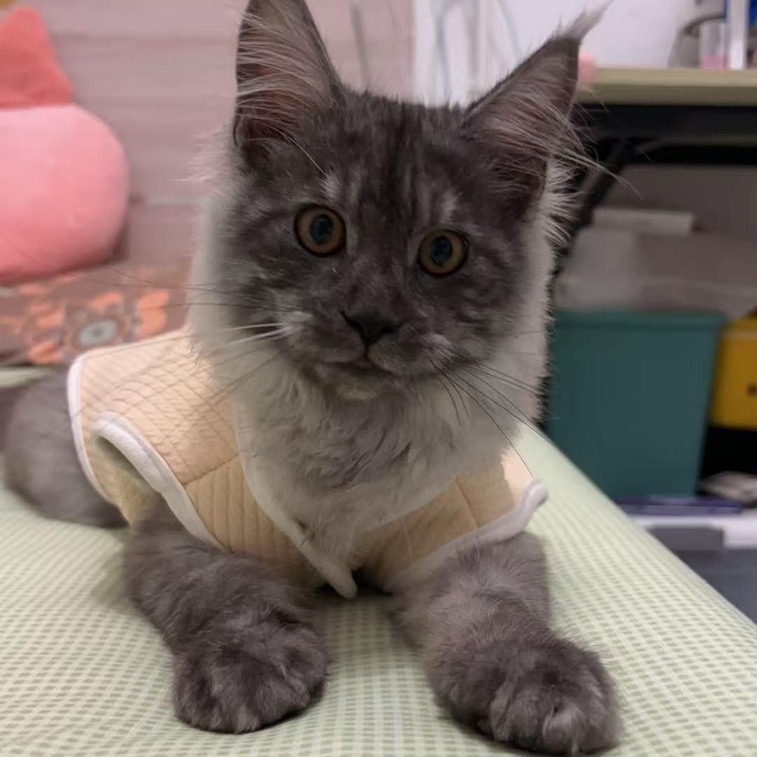 有只缅因叫生菜🥬