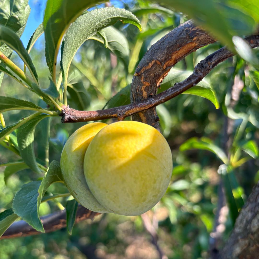 新农人－蜂糖李种植