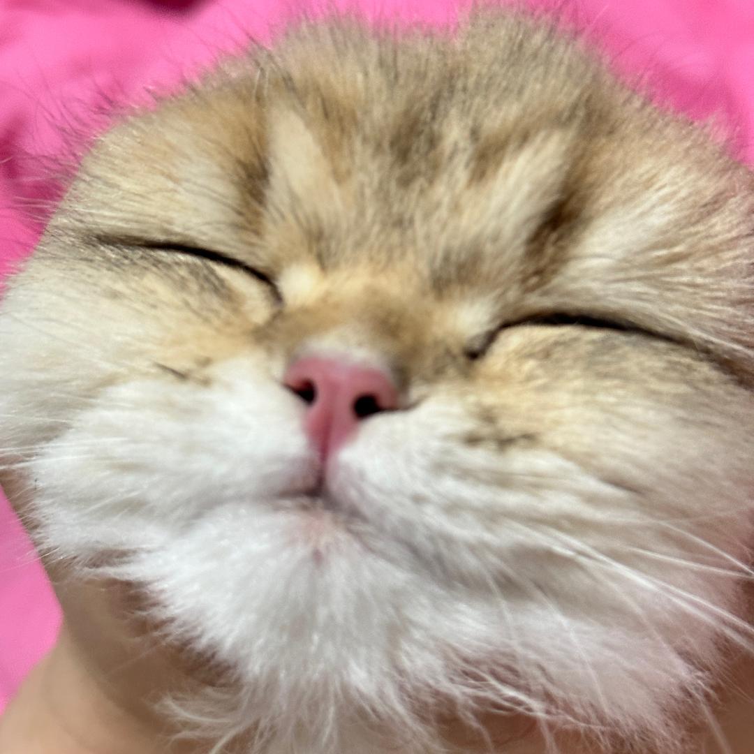 一只糯米