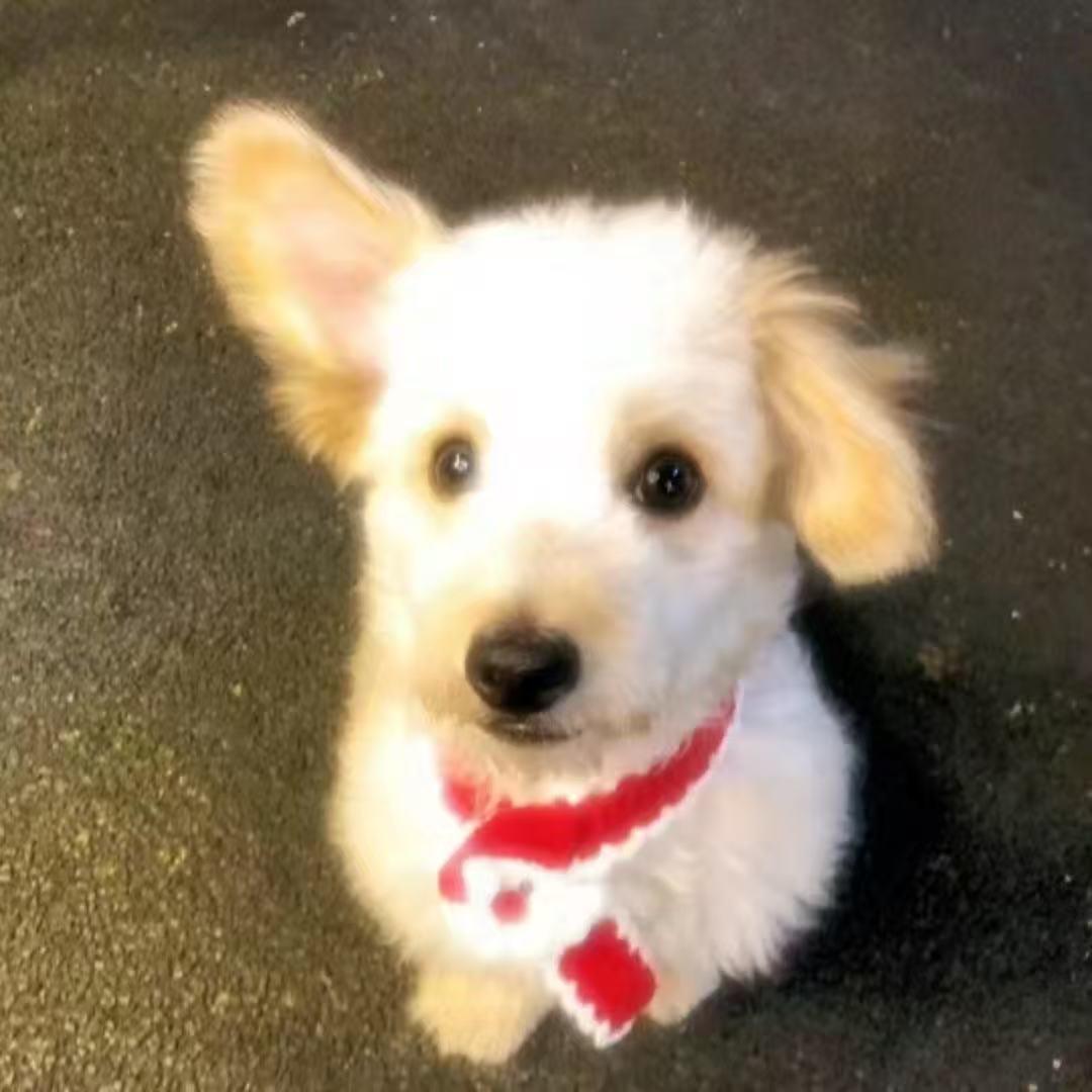 小猫你可以吃火鸡面