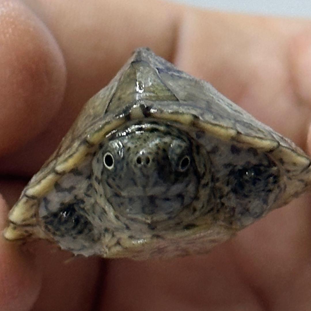 马三儿玩🐢（收退坑）