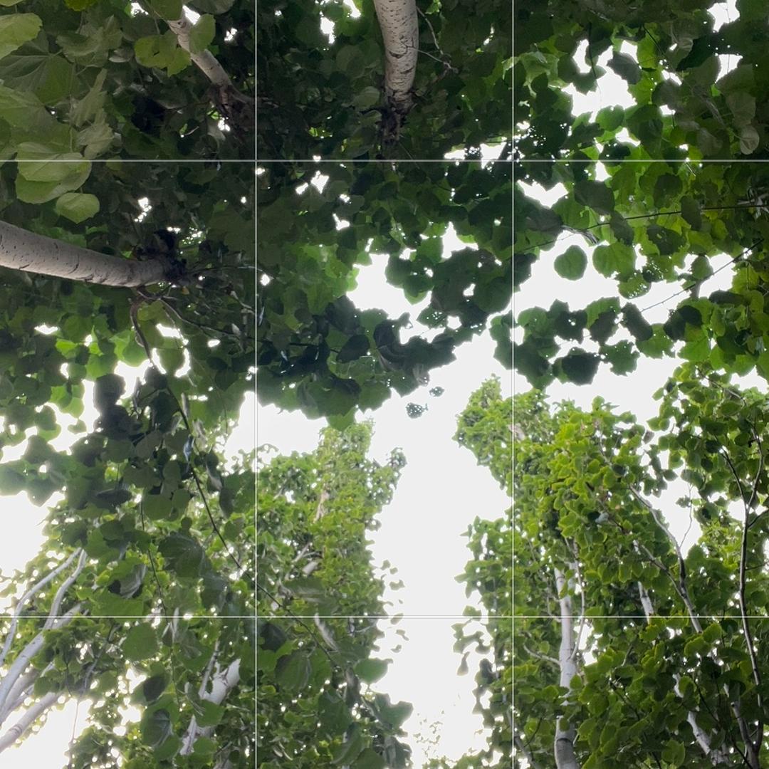 爱做板面店的李橘子