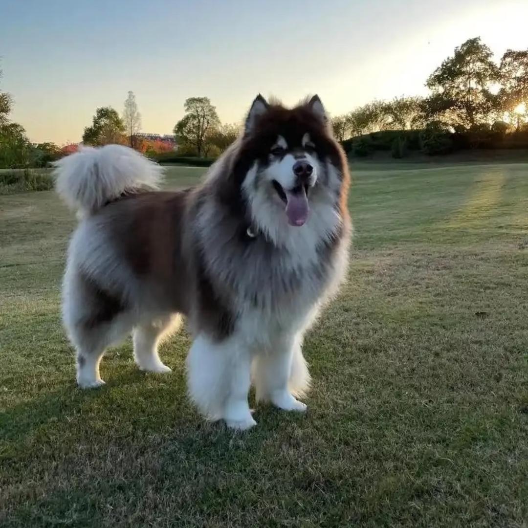 实在人犬舍 萨摩耶 比熊 边牧