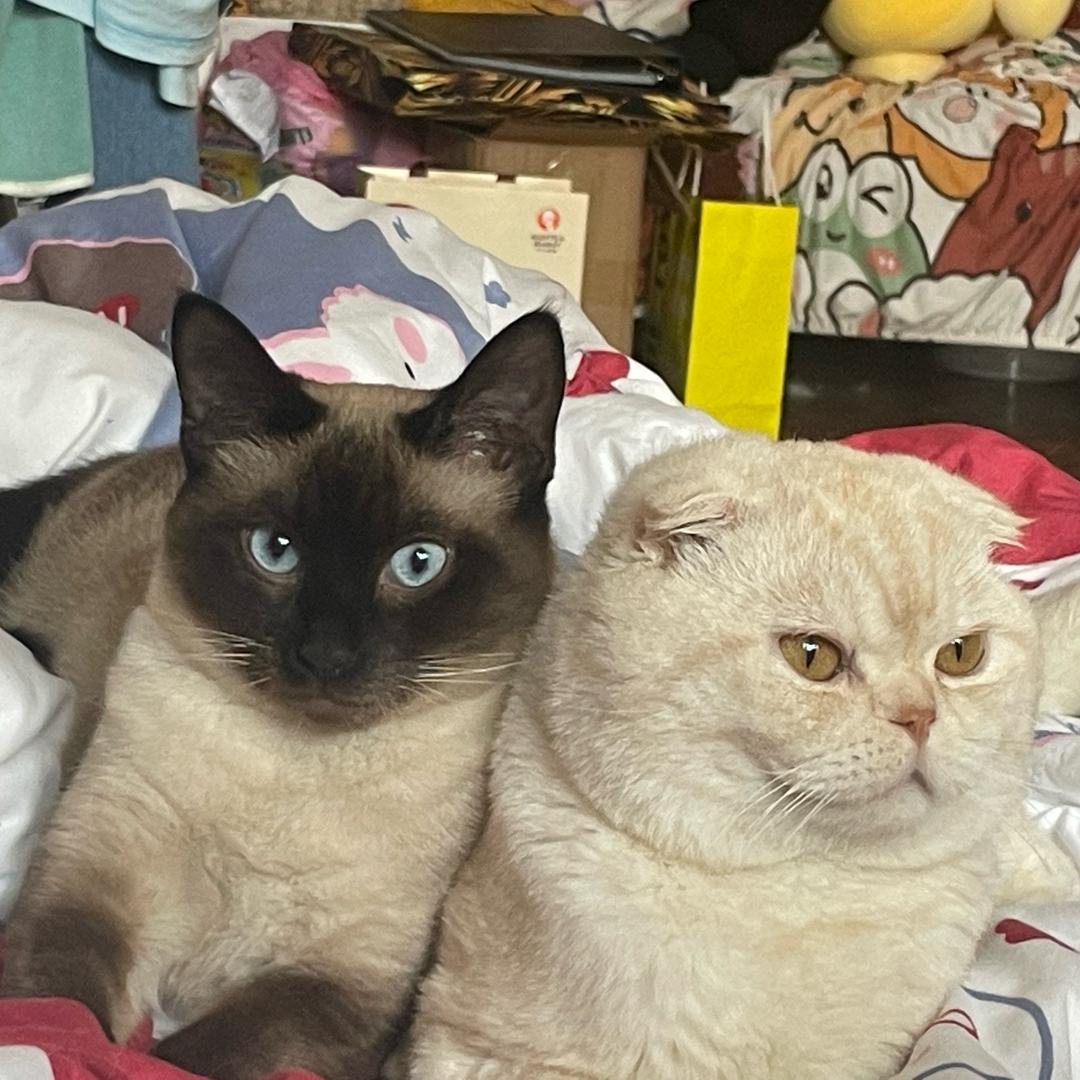 半盏_（西瓜不瓜第二人格版）