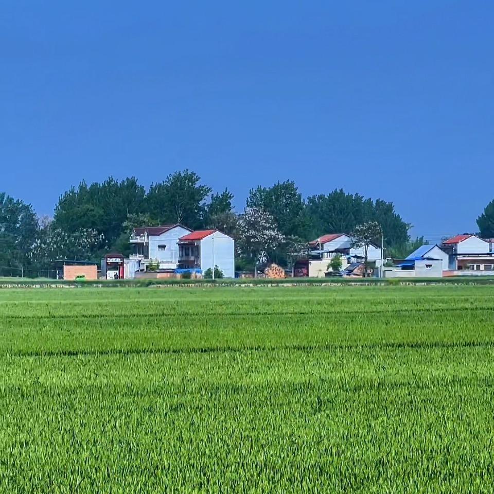 朝花惜拾