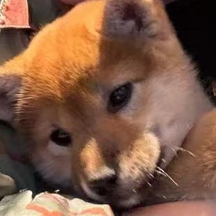 一拳捶开菠萝蜜