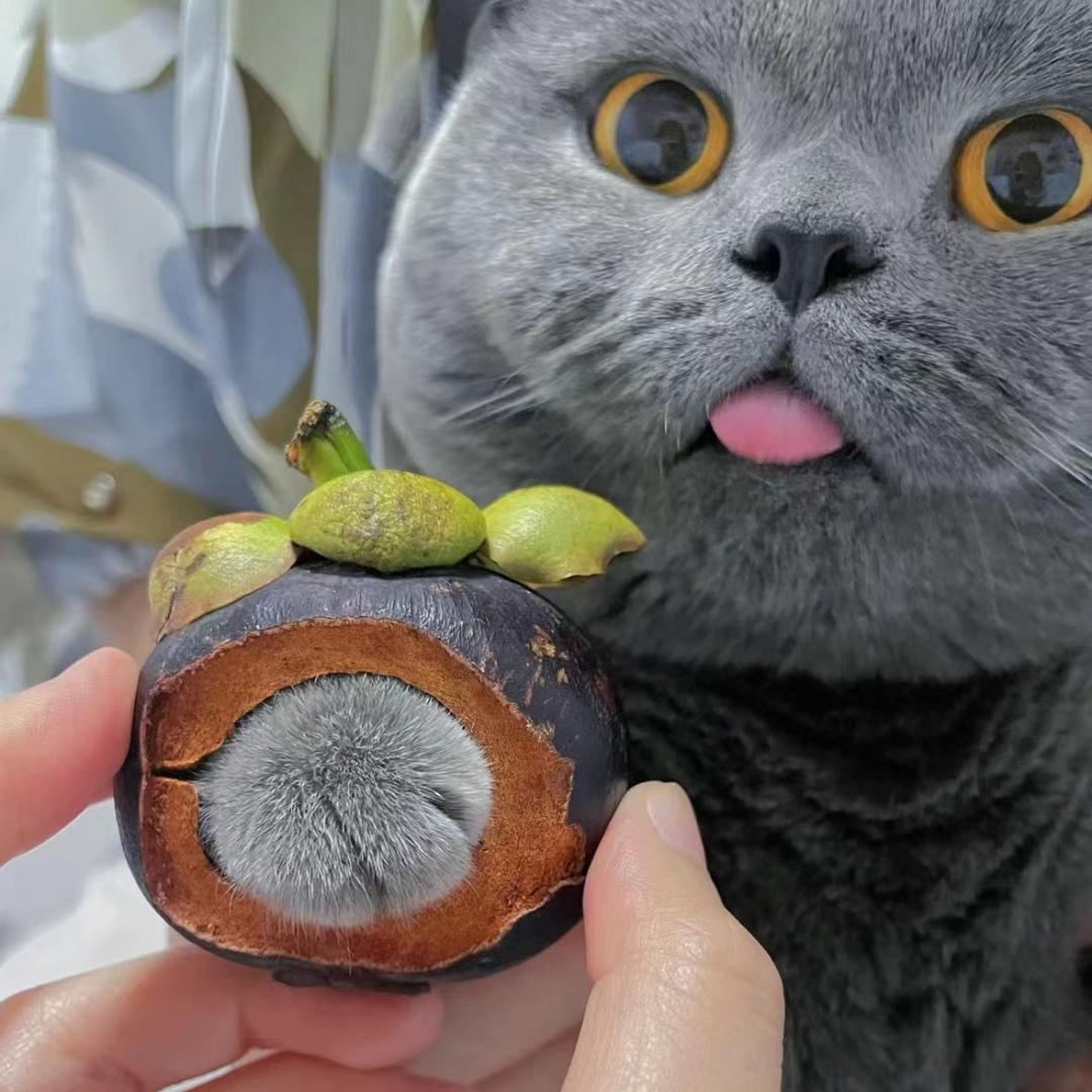 飞天猪174