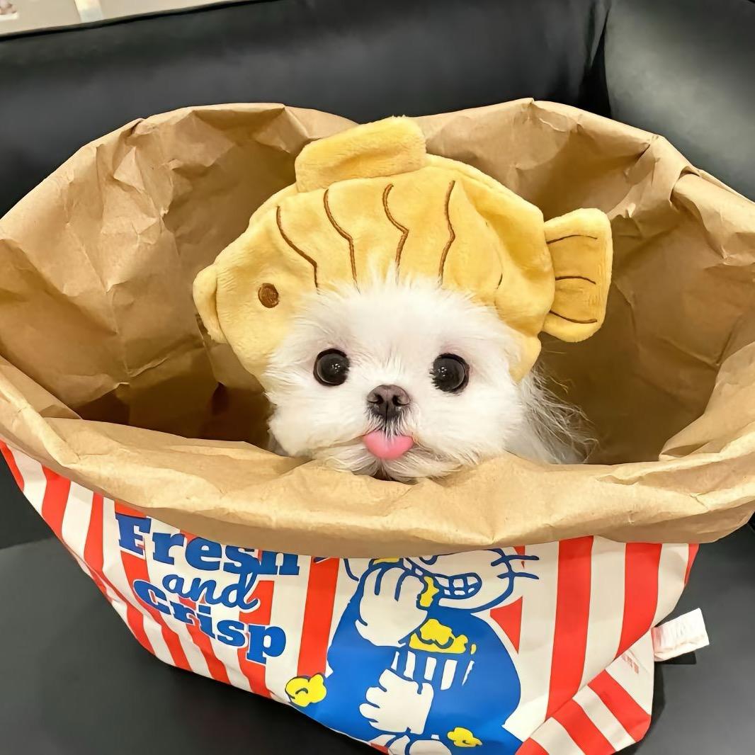 睡不醒的Panda
