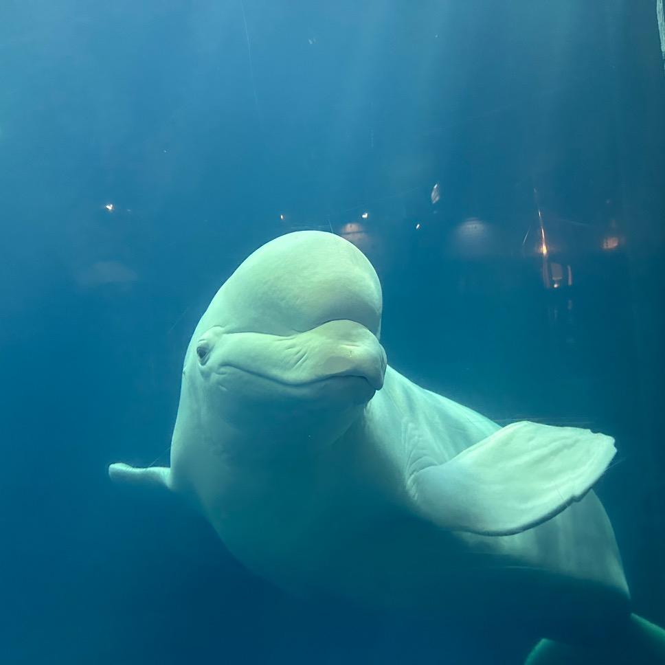 渤海有米