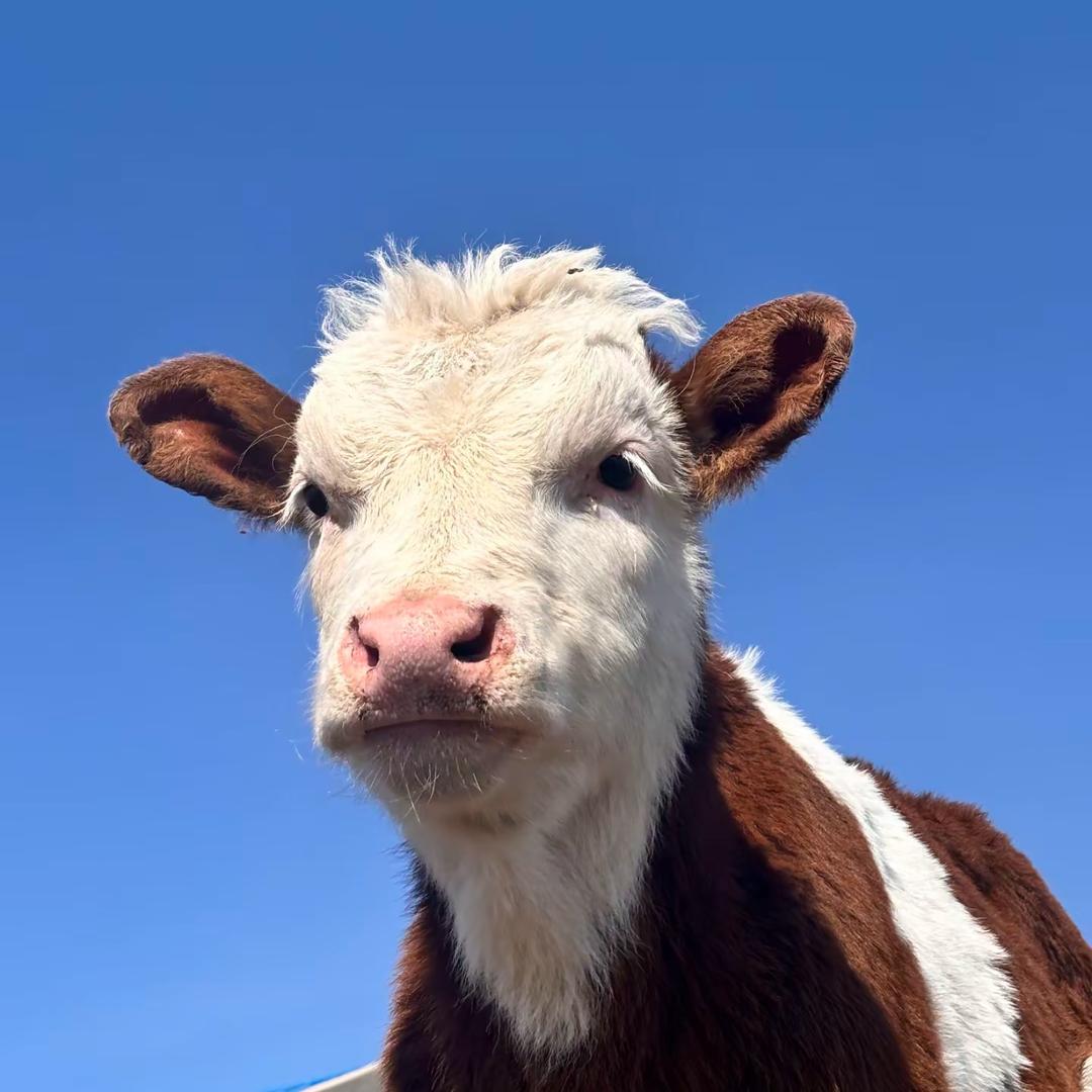 会拐弯的泥头车