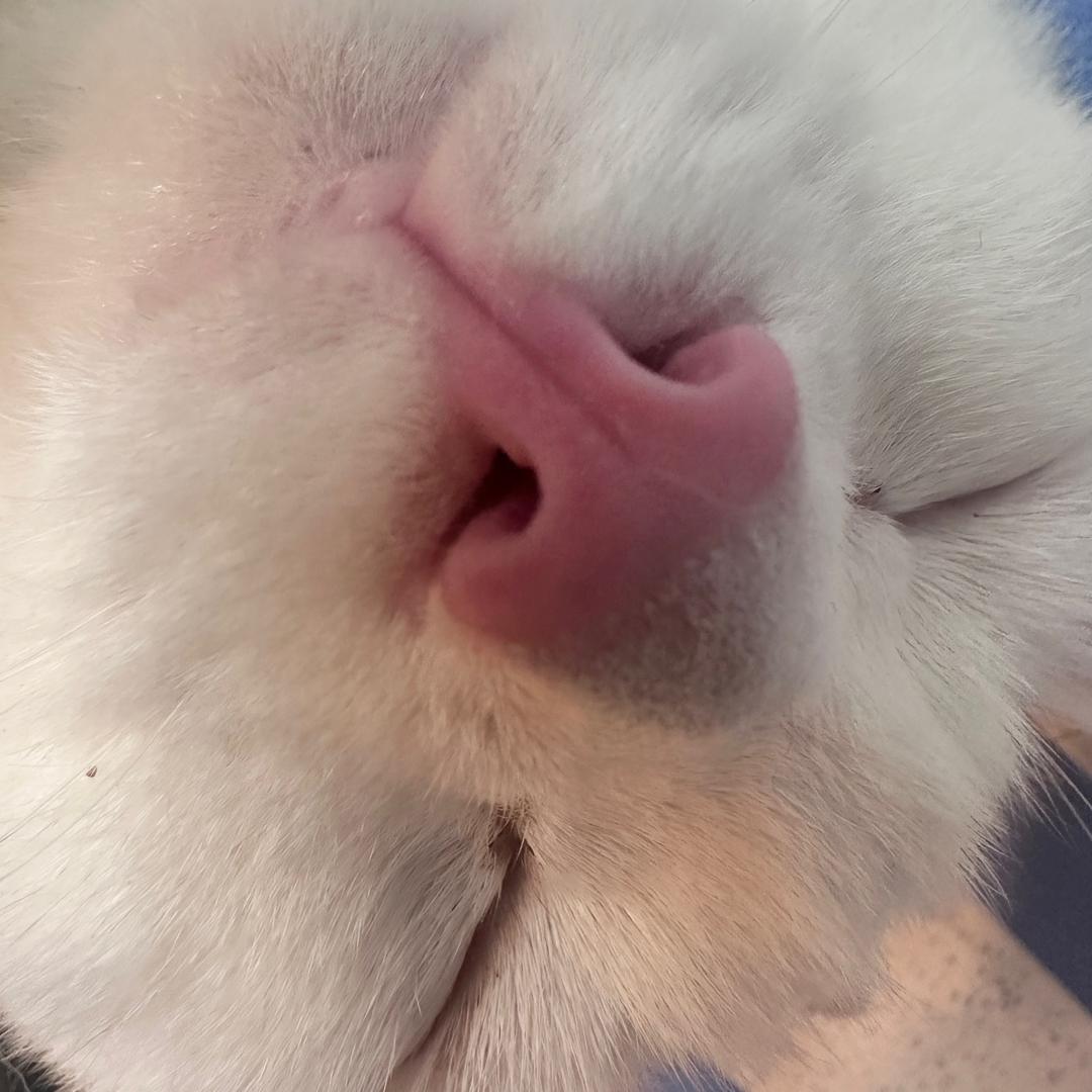 小灯🥕