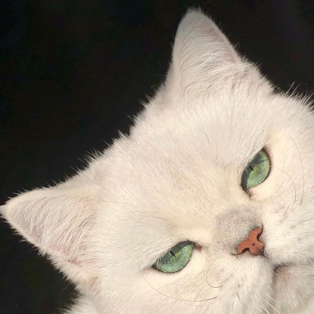 ٩(˃̶͈̀௰˂̶͈́)و赵财猫🐈