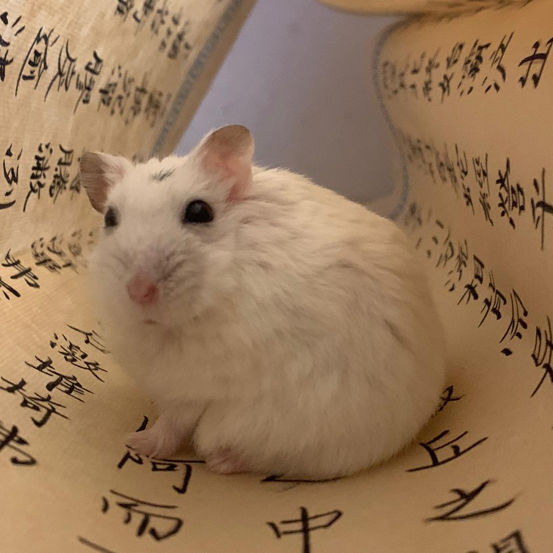 仓鼠饲养员