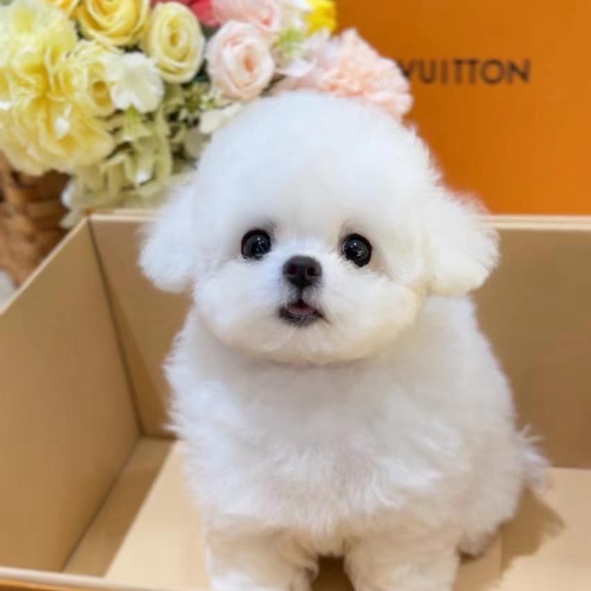 晨哥家私宠韩系比熊 博美 泰迪熊🧸