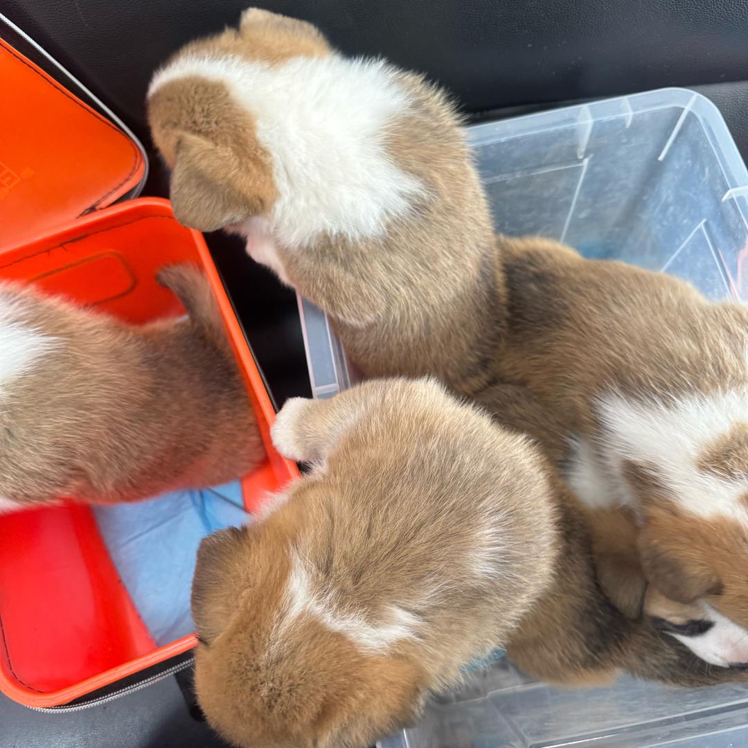 小梁，给🐶养胖了
