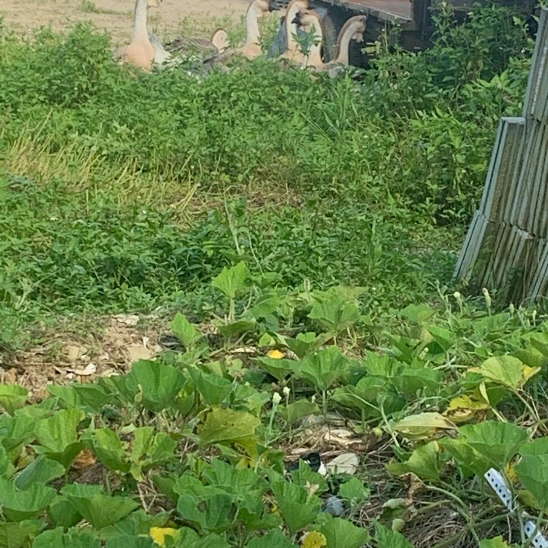 人生如戏