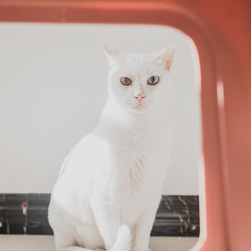 一个修图师桃子