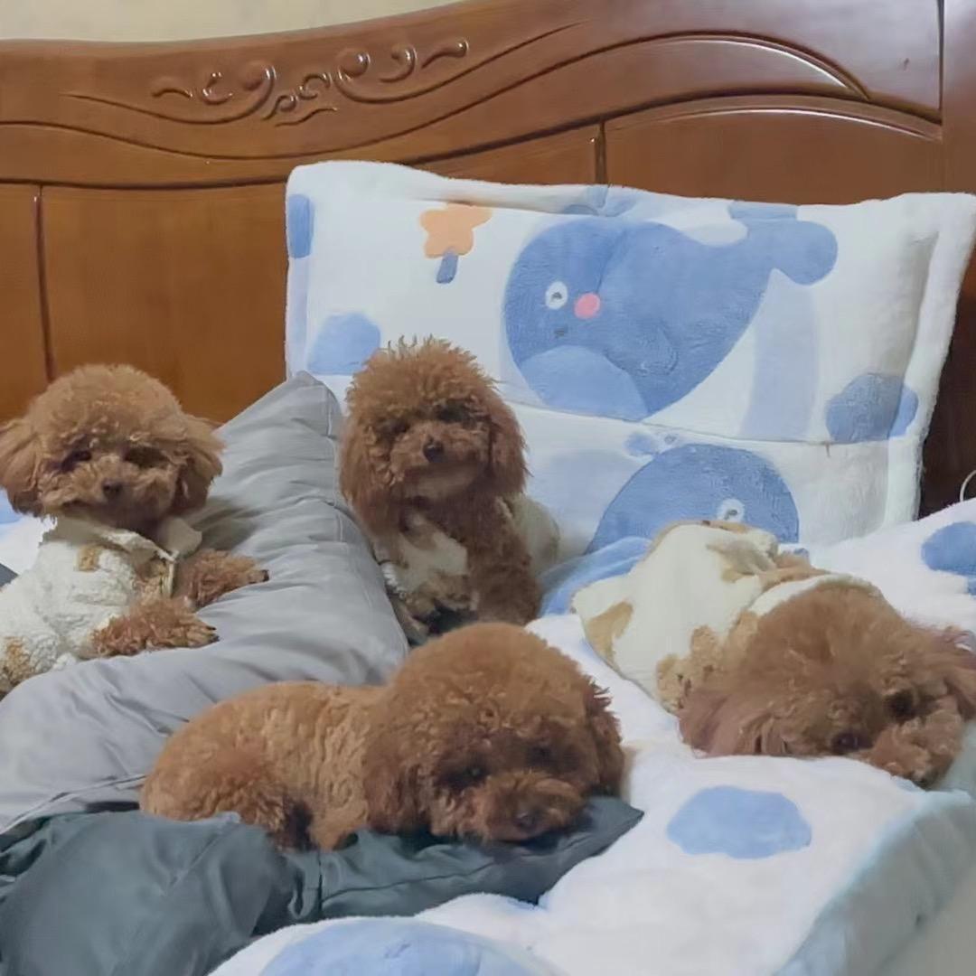 摸摸草莓的小狗头